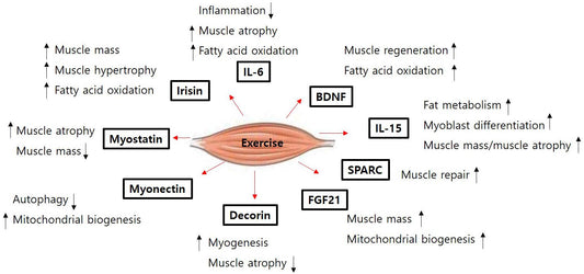 Les-Myokines-le-lien-entre-sport-santé-et-longévité The Good Life Stuff®